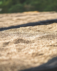 beans drying 