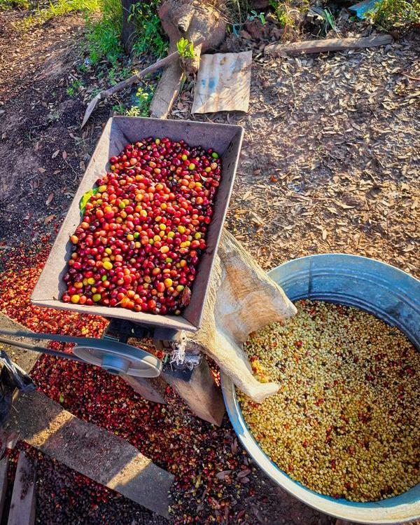 fresh coffee cherries being ground