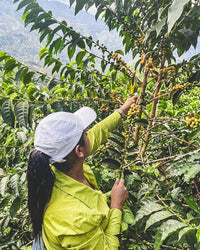 Colombia Tala Bocanegra farm