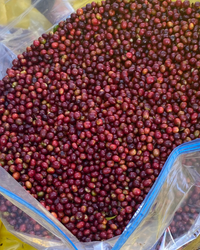 ethiopia coffee cherries picked 