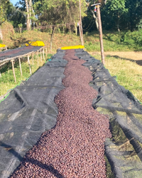 drying coffee bed