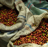 Sumatra Mandheling